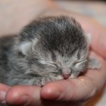 Cat Losing Hair After Giving Birth