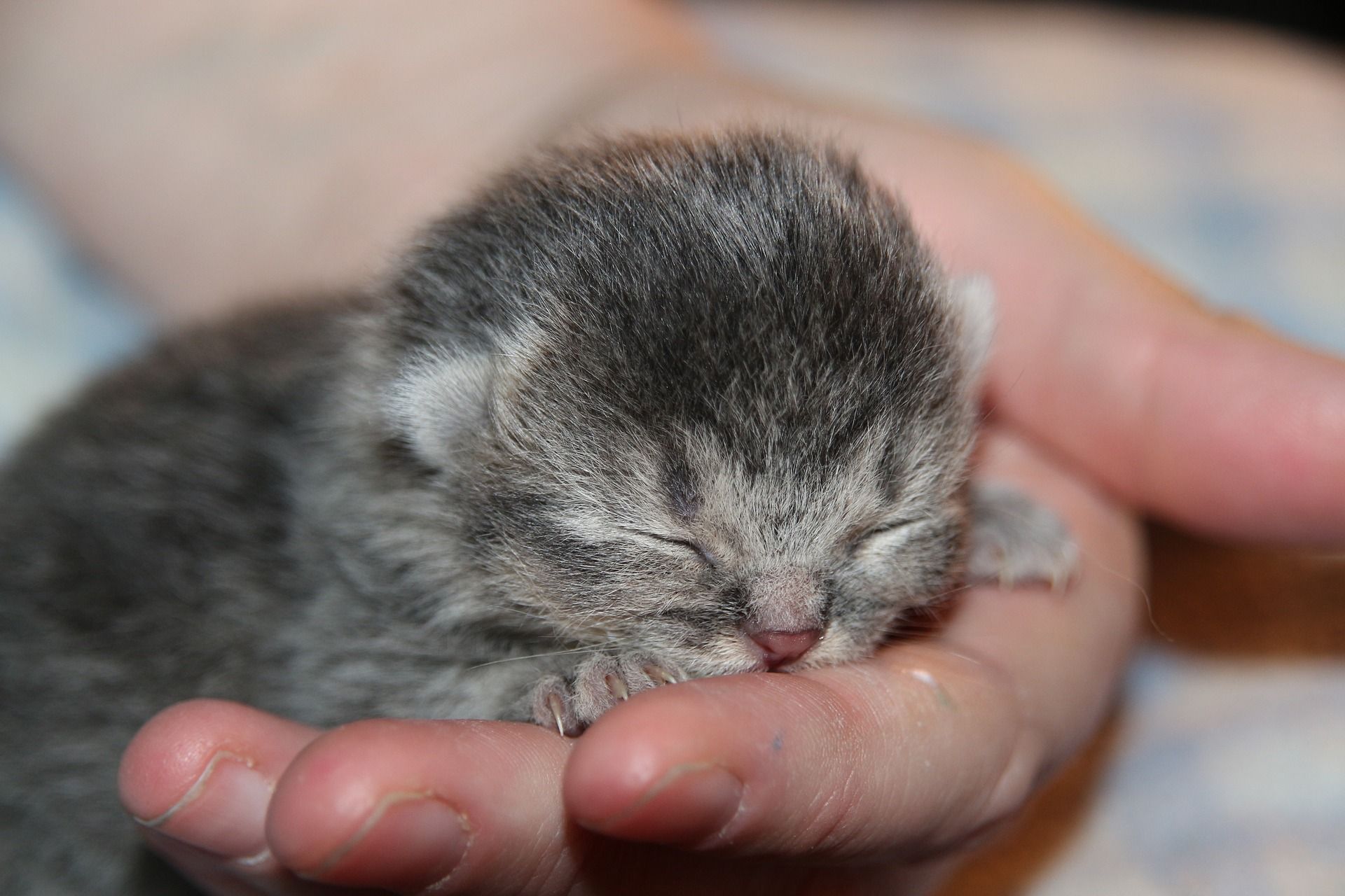 Cat Losing Hair After Giving Birth
