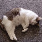 Cat Vomiting After Giving Birth