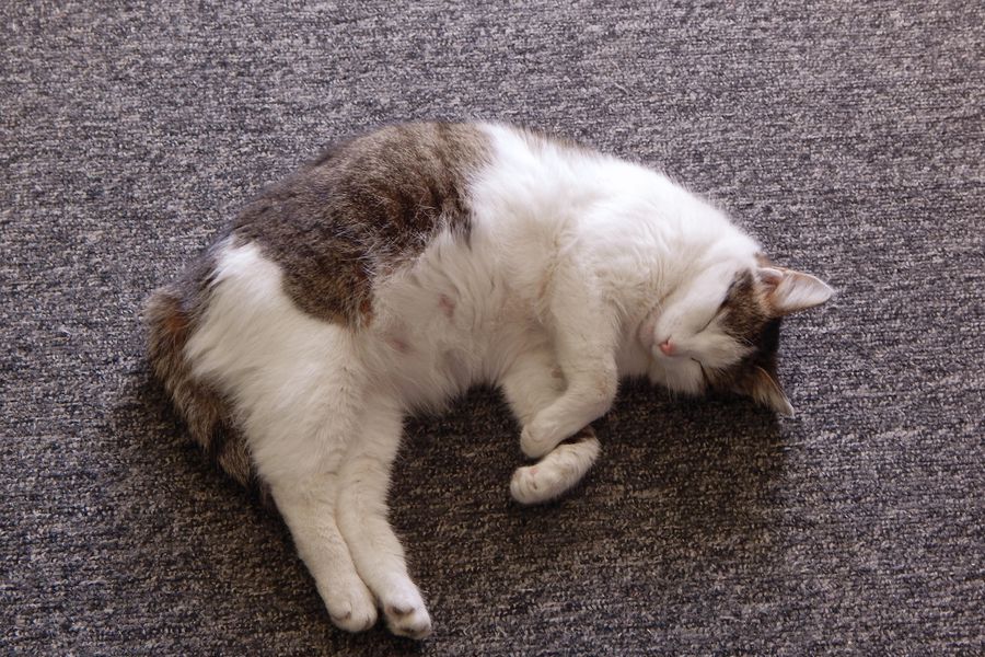Cat Vomiting After Giving Birth