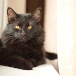 Do Black Cats Live Longer?