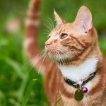Does Ammonia Keep Cats Away?