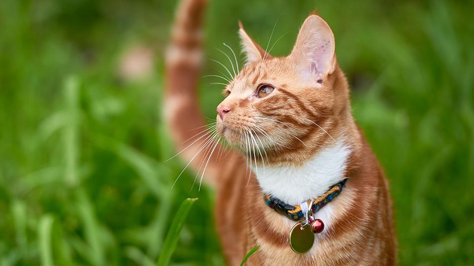 Does Ammonia Keep Cats Away?