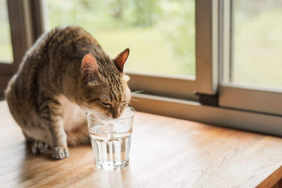 Does Vinegar Keep Cats Away?