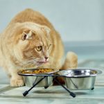 Why Is My Nursing Cat Always Hungry?