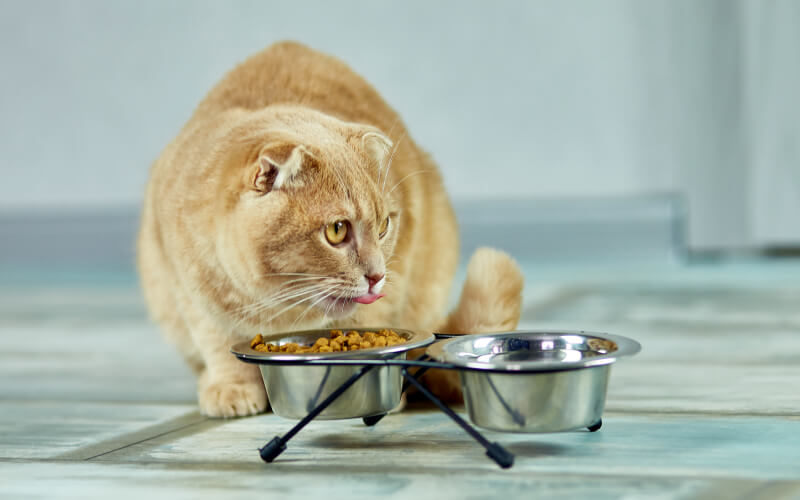 Why Is My Nursing Cat Always Hungry?
