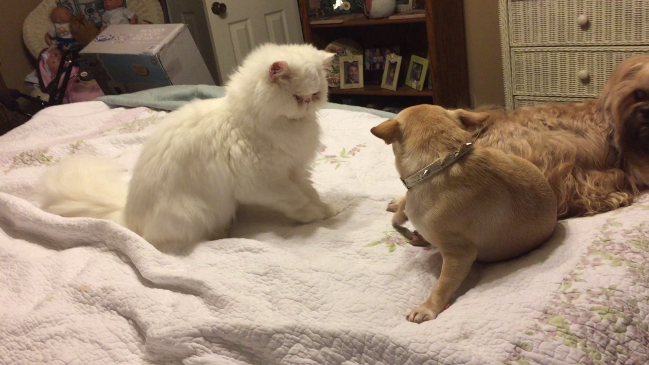 Why Is Your Cat Bullying Your Dog?