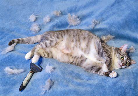 Why Is Your Pregnant Cat Losing Hair