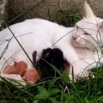 Are Cat Clingy After Giving Birth
