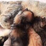 Cat Shaking After Giving Birth