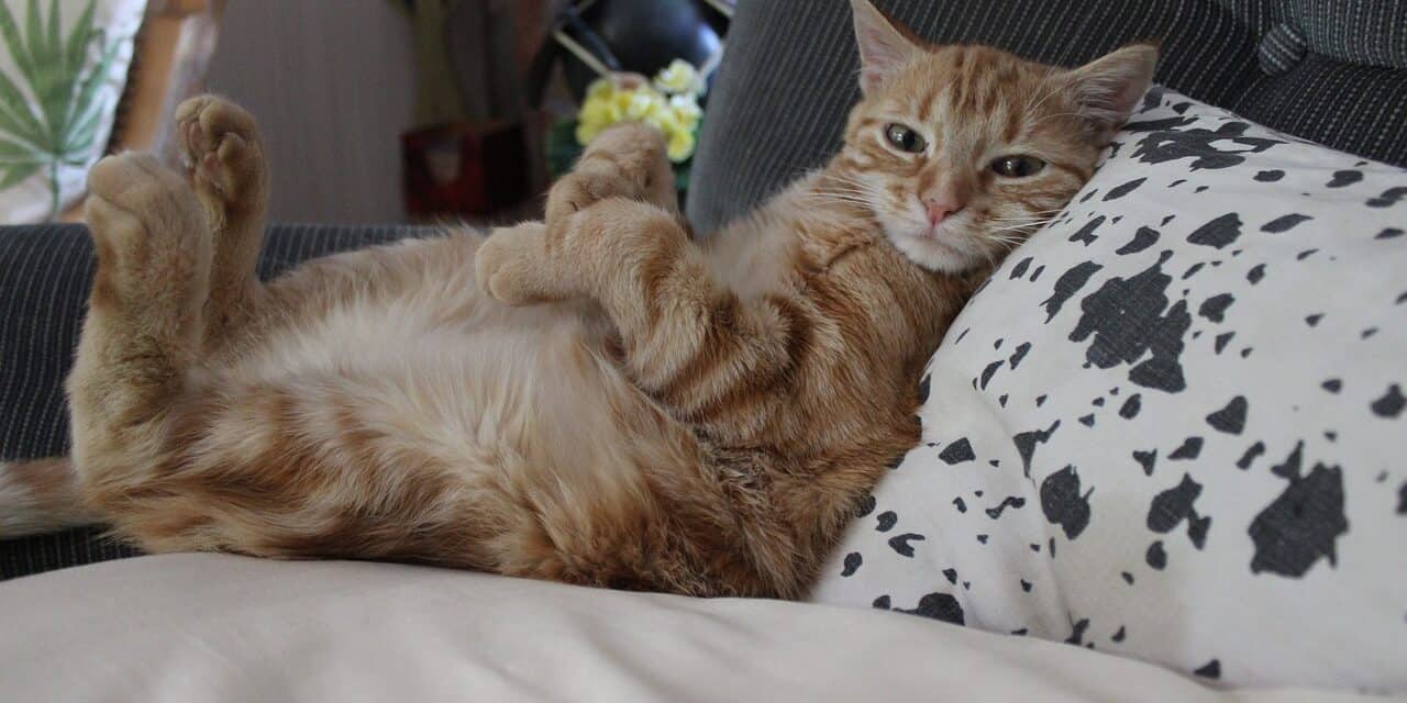 Do Cats Fart When They are Scared