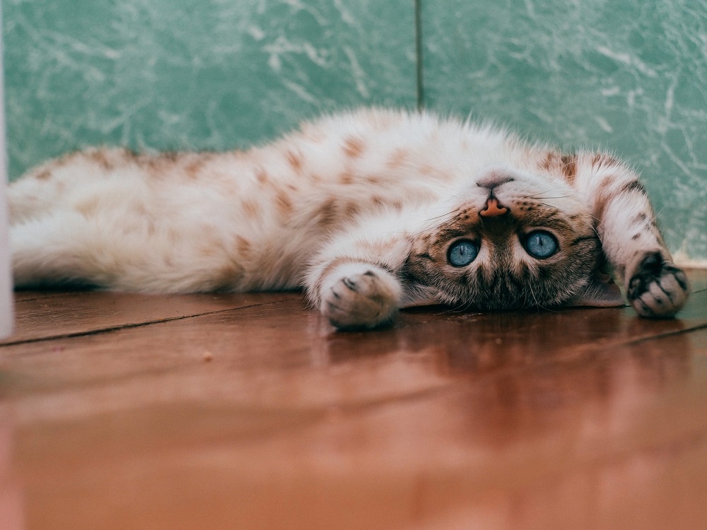 Does Bleach Keep Cats Away