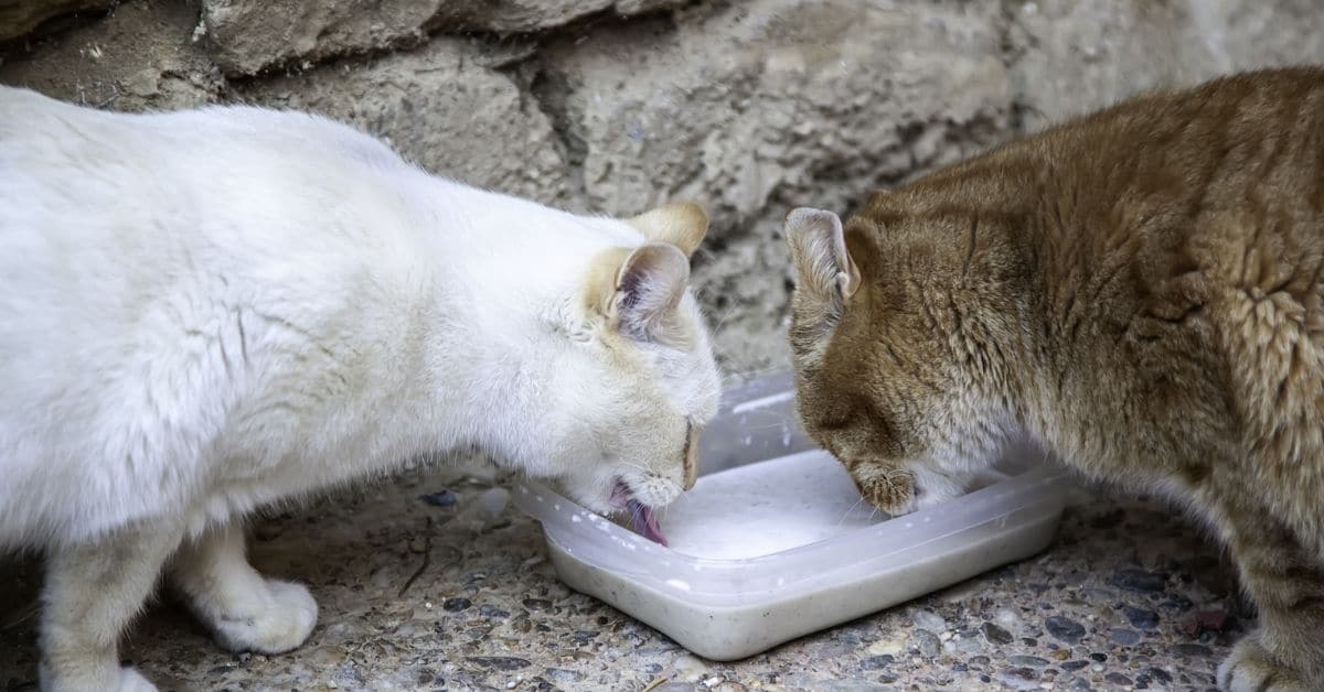 How To Choose Best Cat Food For Gassy Kitten