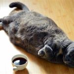How To Fatten Up A Nursing Cat