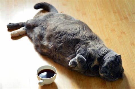 How To Fatten Up A Nursing Cat