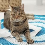 Why Do Cats Pee On Bathroom Rugs