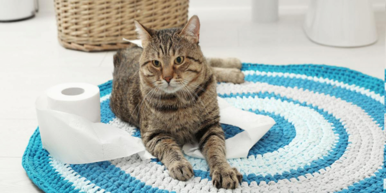 Why Do Cats Pee On Bathroom Rugs