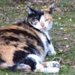 Why Does Your Cat Keep Panting After Giving Birth