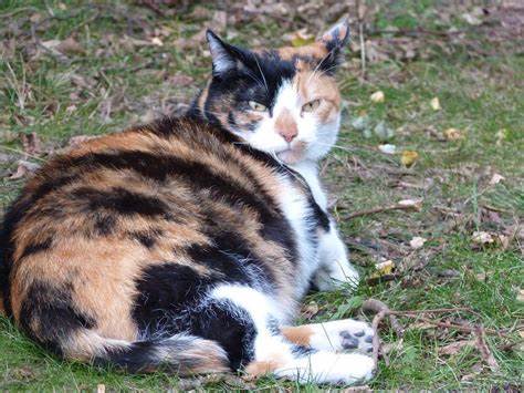 Why Does Your Cat Keep Panting After Giving Birth