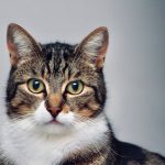 Why Is My Pregnant Cat Sneezing So Much