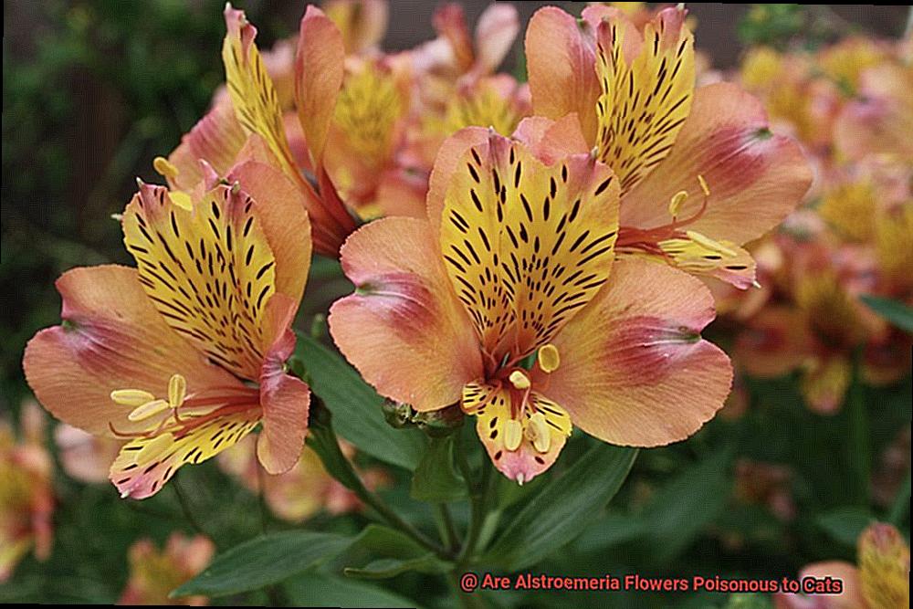 Are Alstroemeria Flowers Poisonous to Cats 270b0125bc