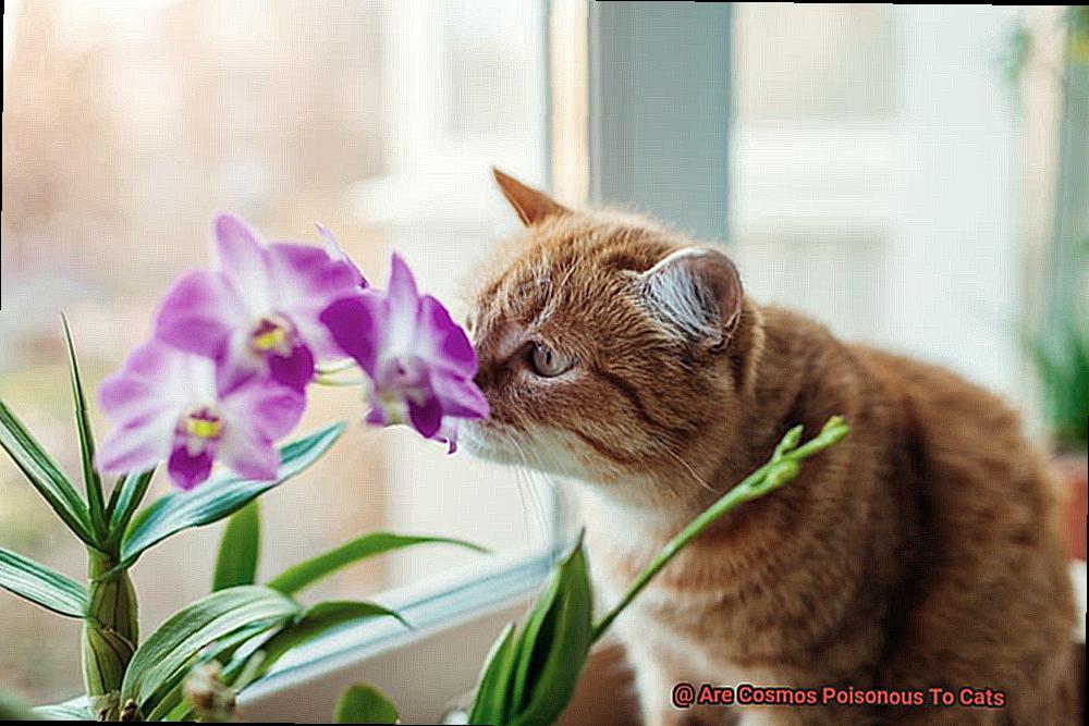 Are Cosmos Poisonous To Cats aca0b475db