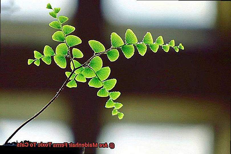 Are Maidenhair Ferns Toxic To Cats 248e2809af