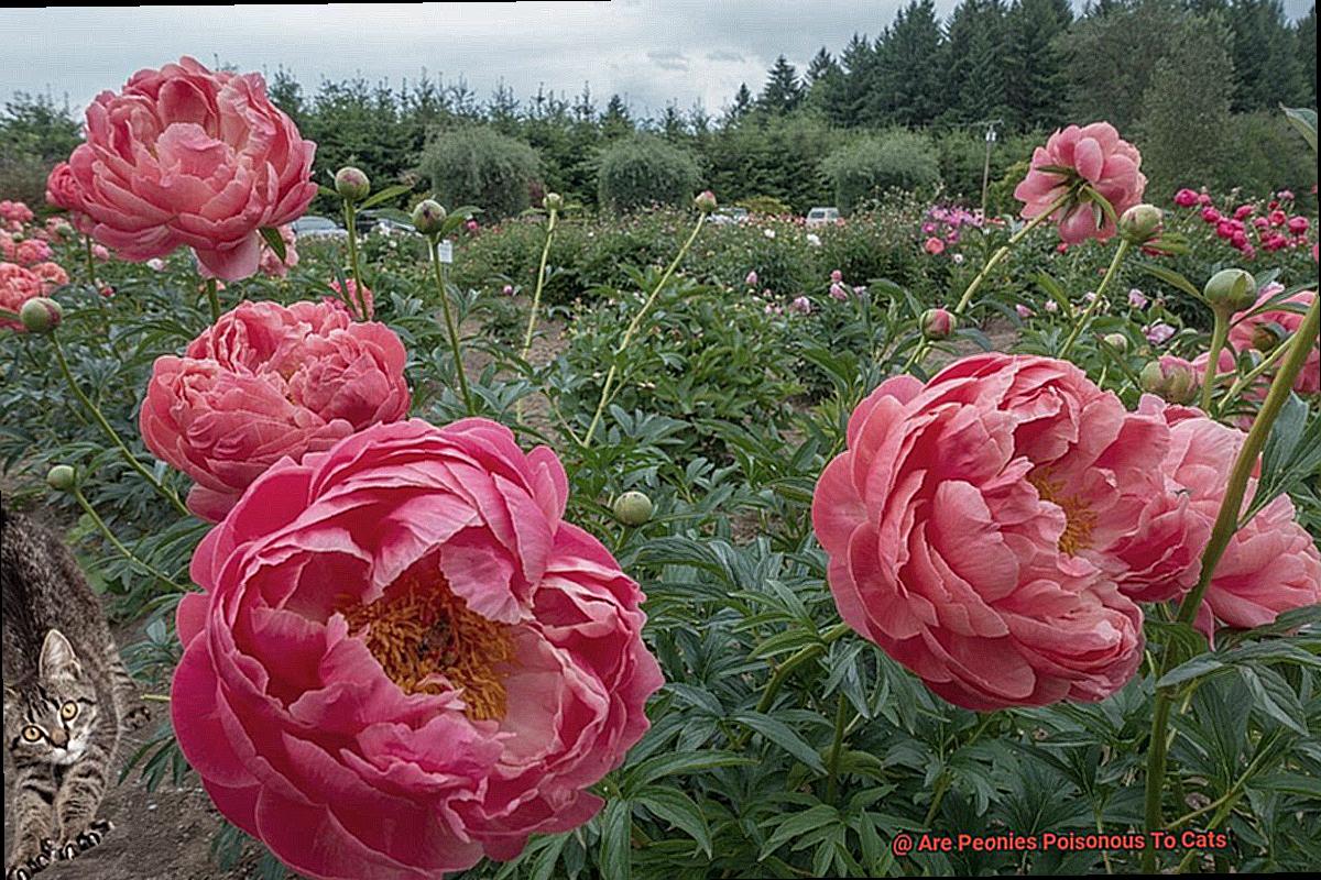 Are Peonies Poisonous To Cats 22fbdb28eb