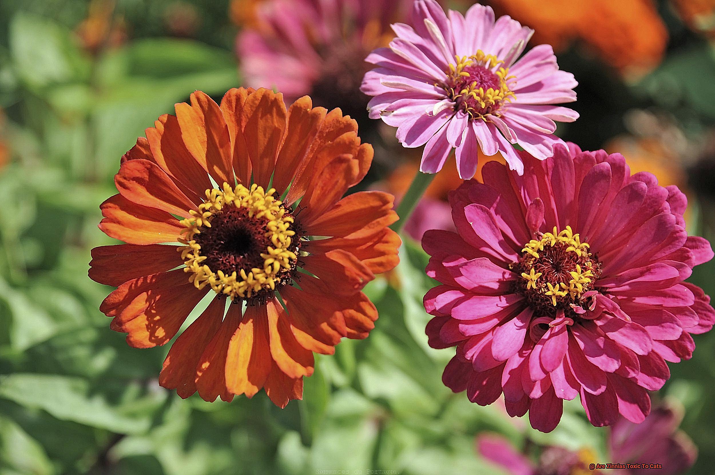 Are Zinnias Toxic To Cats 536c26f700