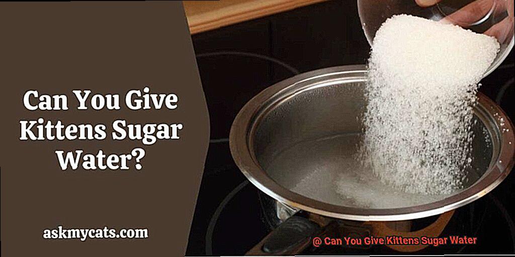 Can You Give Kittens Sugar Water 46bf414c3d