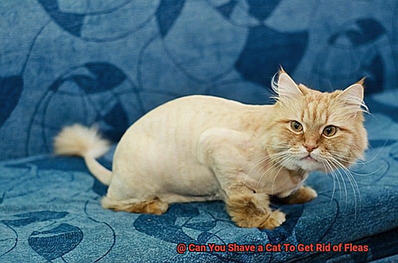Can You Shave a Cat To Get Rid of Fleas 100eb44055