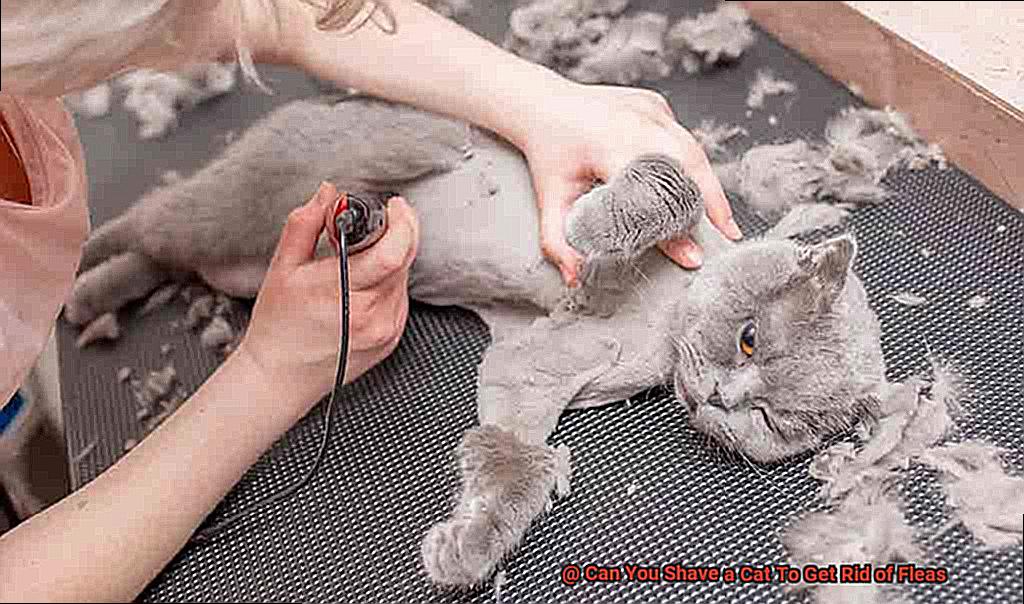 Can You Shave a Cat To Get Rid of Fleas 55eaf6e89c