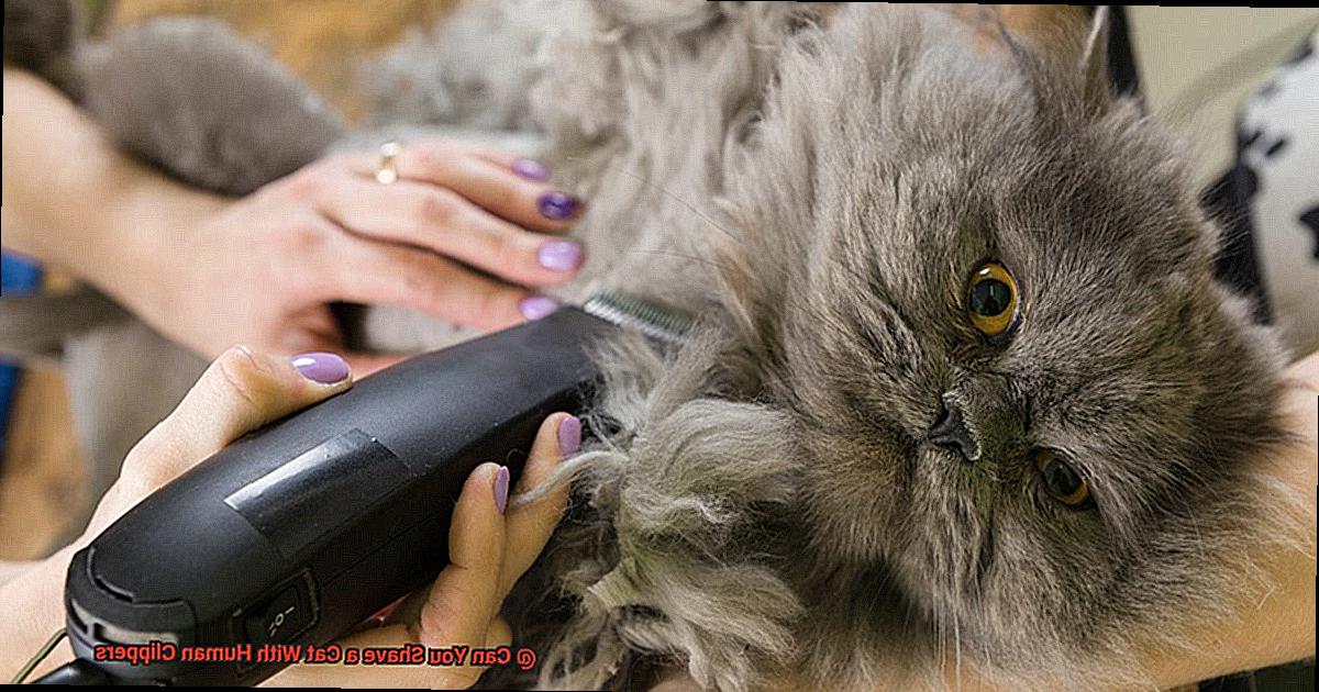 Can You Shave a Cat With Human Clippers fcc04660e5