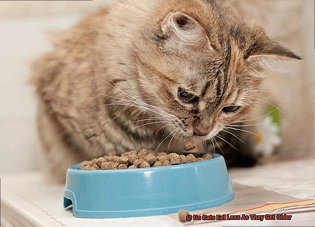 Do Cats Eat Less As They Get Older 6c3a8243f2