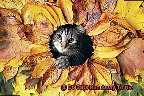 Do Cats Run Away To Die 4b229e03ef