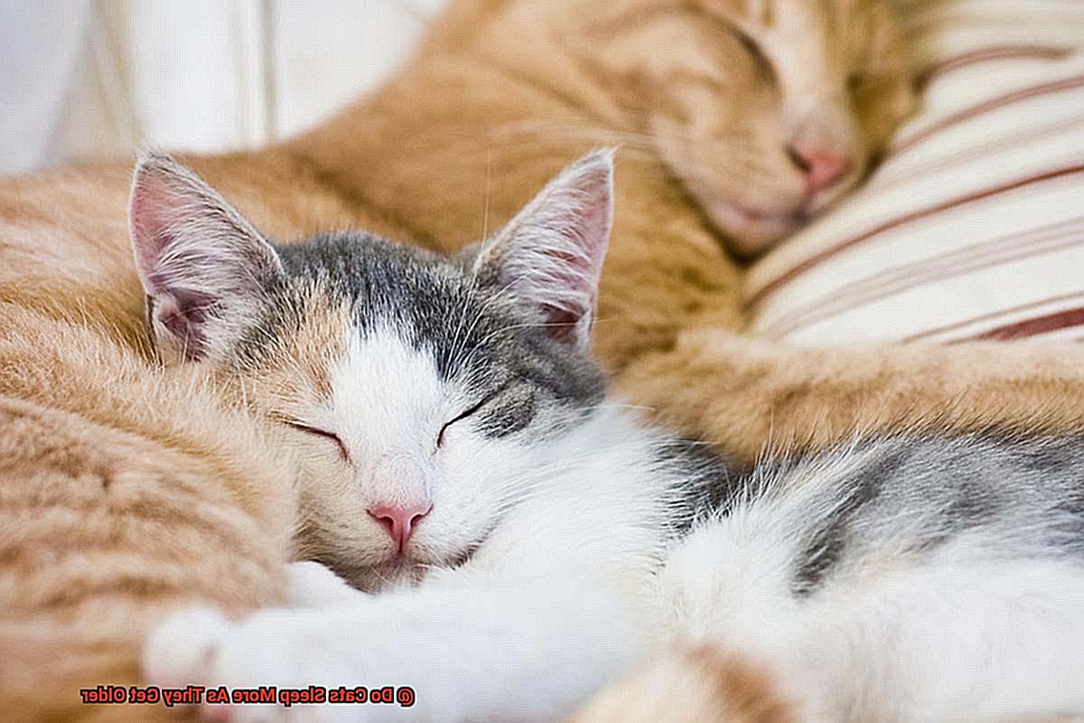 Do Cats Sleep More As They Get Older 03b3e21b38