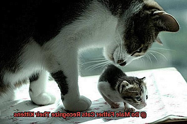 Do Male Father Cats Recognize Their Kittens 0702ea1fb0