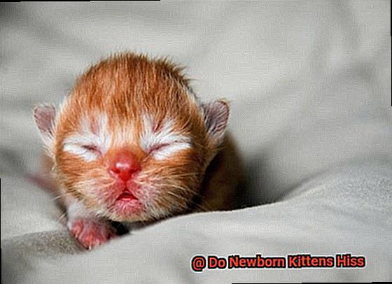 Do Newborn Kittens Hiss eb749835ca