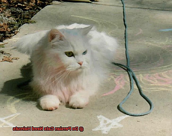 Do Persian Cats Need Haircuts b51620cc18