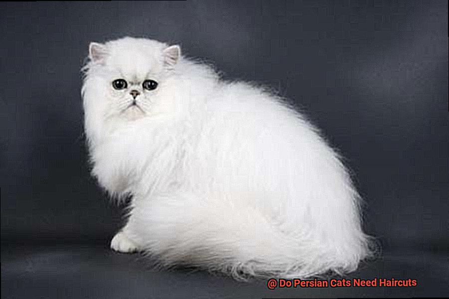 Do Persian Cats Need Haircuts c6bbe43c82