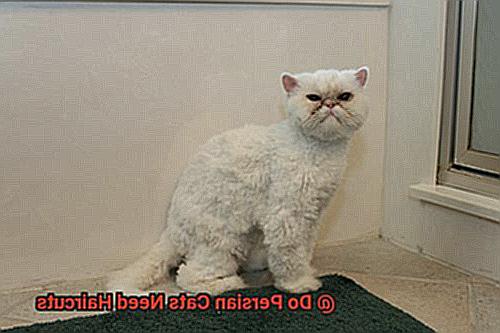 Do Persian Cats Need Haircuts ff8ec44cf0