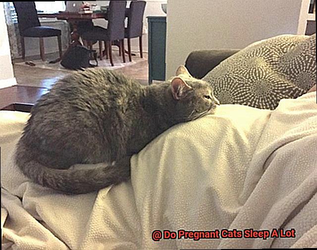 Do Pregnant Cats Sleep A Lot 713962989b