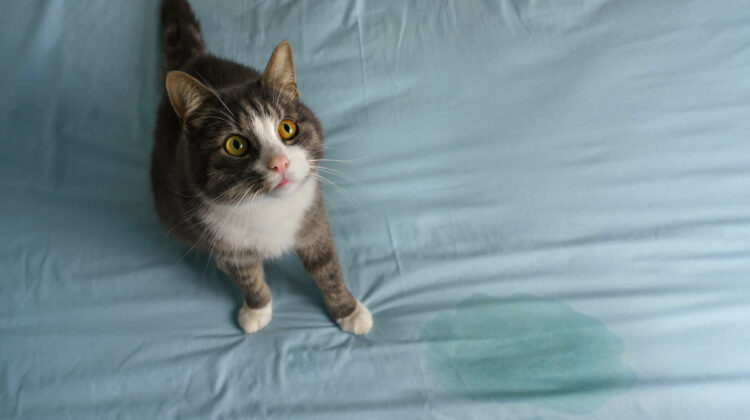 Does Your Cat Keeps Peeing In The Same Spot