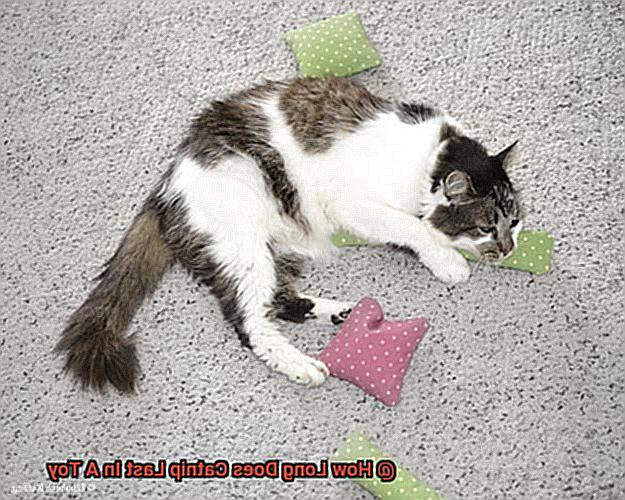 How Long Does Catnip Last In A Toy 86268d180e