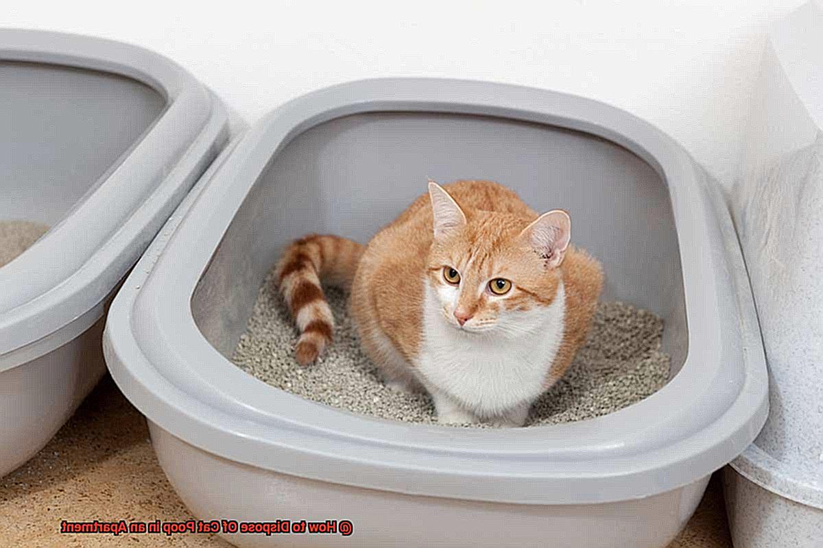 How to Dispose Of Cat Poop in an Apartment 8859775b39