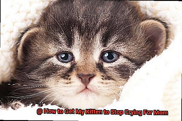 How to Get My Kitten to Stop Crying For Mom 58d585663f