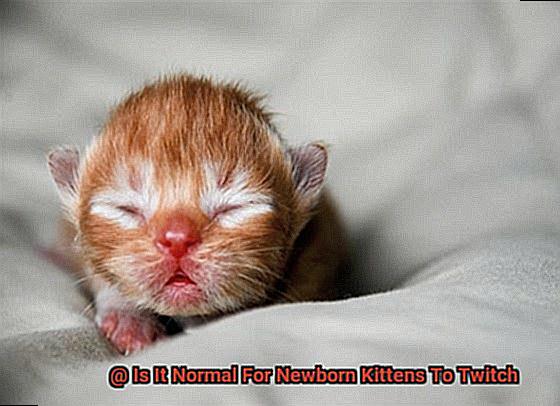 Is It Normal For Newborn Kittens To Twitch 02225b925f