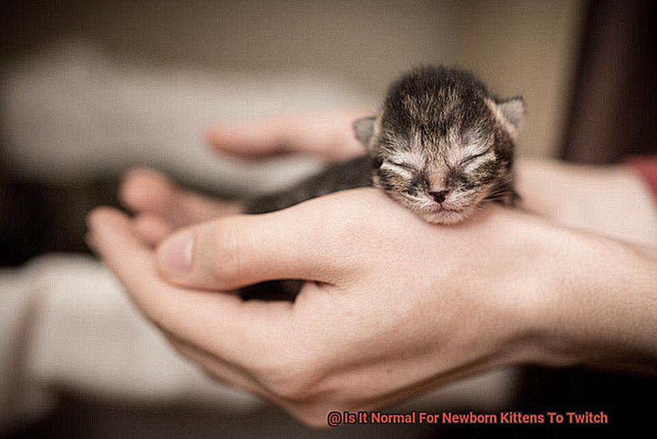 Is It Normal For Newborn Kittens To Twitch 2ea7fb3e76