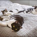 Should I Change The Bedding After Cat Gives Birth