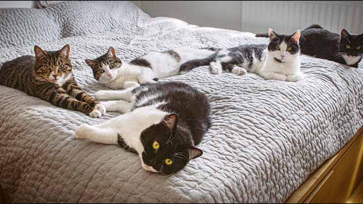 Should I Change The Bedding After Cat Gives Birth